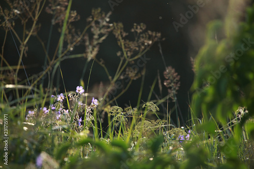 Blue flowers on the meadow.