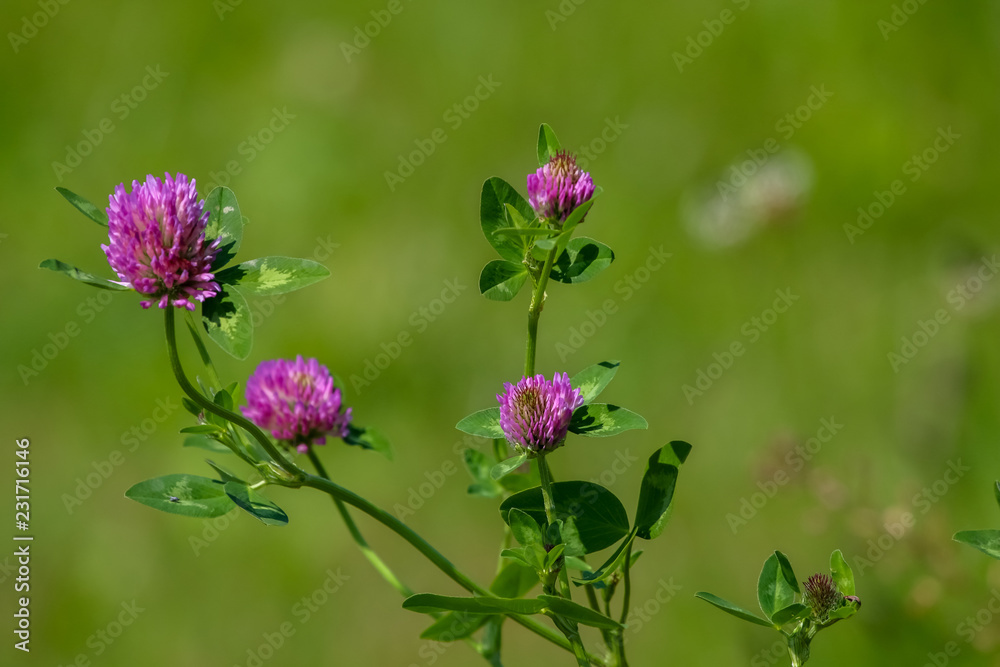 Pink clover on green meadow. Pink clover on green meadow.