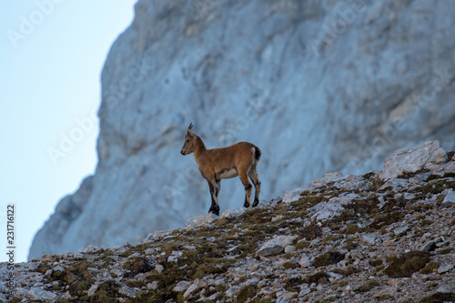 small alpine ibex posing for camera