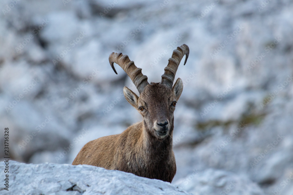 small alpine ibex close up