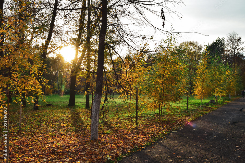 Naklejka premium Sunset in the park