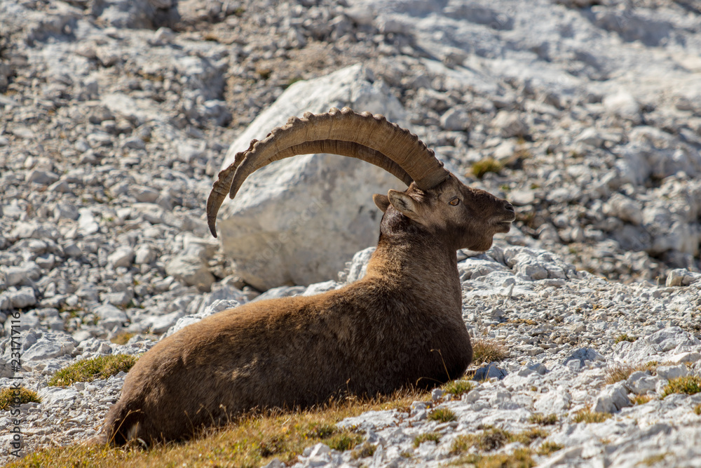big proud alpine ibex 