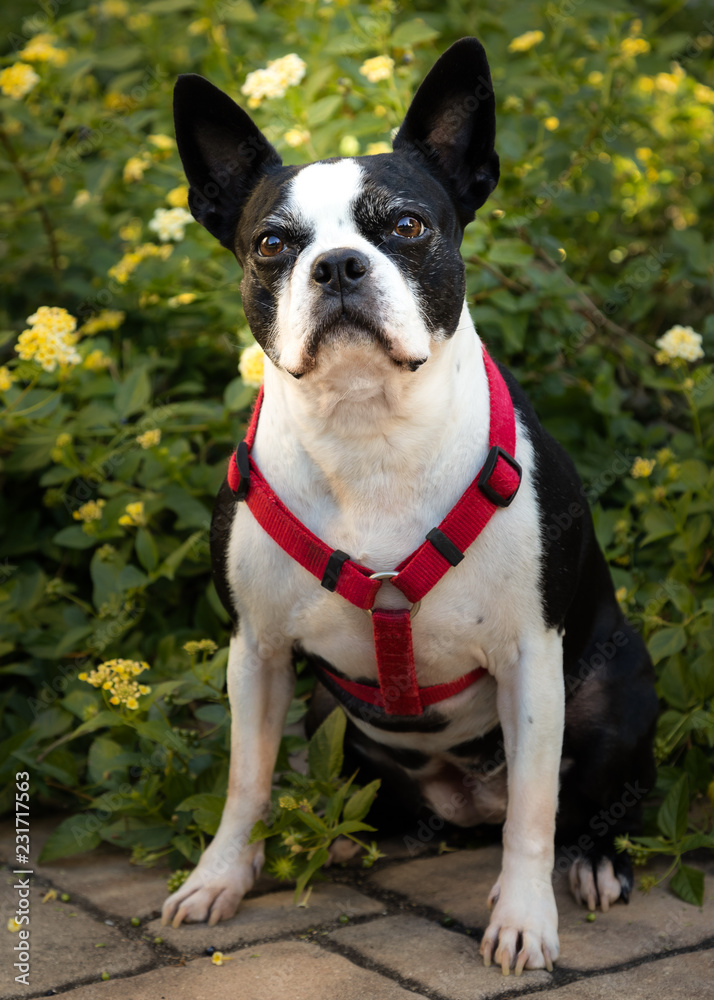 Portrait of Boston Terrier Sitting in Yellow Flowers