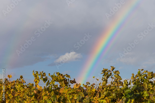 Regenbogen über Kirchturm, im Vordergrund Weinreben Herbst