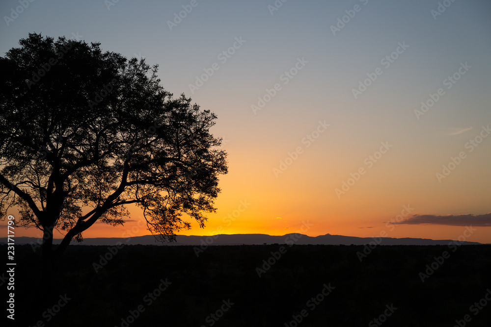 Silhouette of a Tree with Mountains in the Distance in Sabi Sands, South Africa