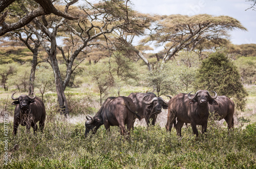 Five Cape Buffalo Grazing in the Serengeti in Tanzania