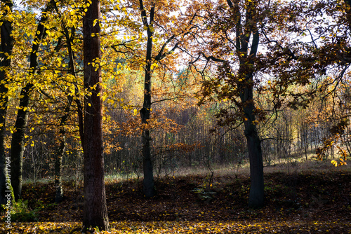 Beleuchteter Herbstwald