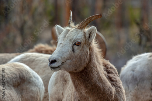 Bighorn female ewe in Banff Alberta