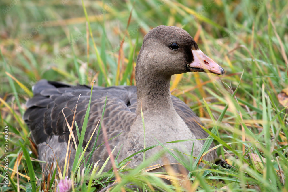Young Greater white-fronted goose or Anser albifrons sitting on green grass