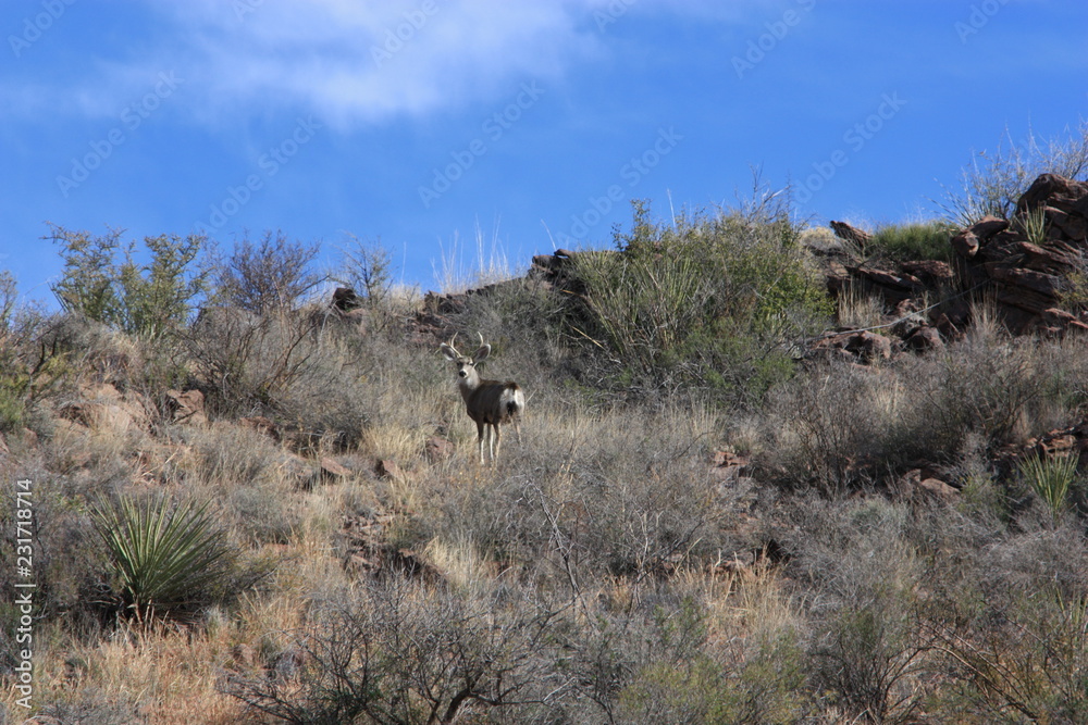 Naklejka premium Deer in west Texas