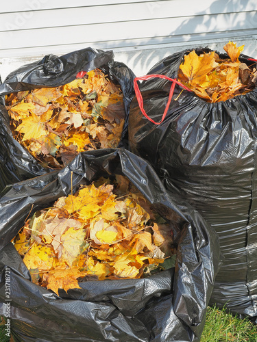 Bags of Fall Leaves - 1
