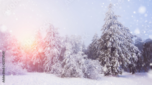  tannenbaum im schnee