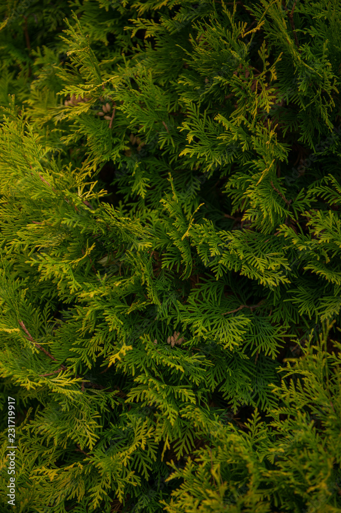 Background texture of thuja branches for a christmas design Background texture of thuja branches for a christmas design