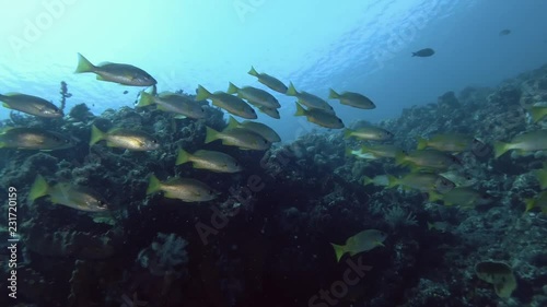 School of yellow Sea Perch swim near coral reef. Black Spot Snapper - Lutjanus monostigma, Bali, Oceania, Indonesia  photo