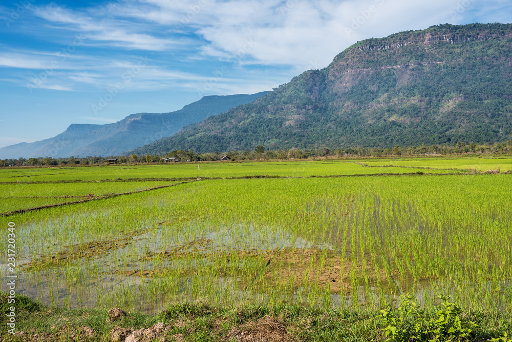 Laos - Fahrt von Pakse nach Champasak - Reis Aussaat