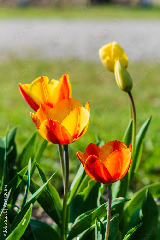 Yellow and Red Tulips glowing in the sunlight Yellow and Red Tulips glowing in the sunlight