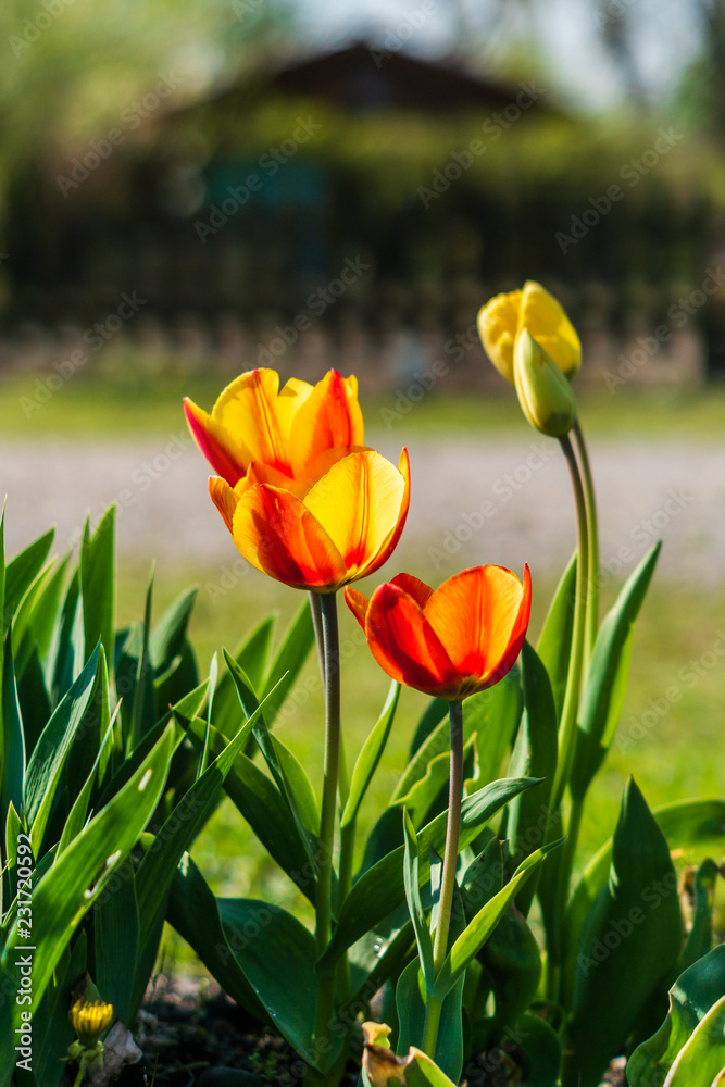 Yellow and Red Tulips glowing in the sunlight Yellow and Red Tulips glowing in the sunlight
