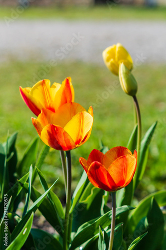 Yellow and Red Tulips glowing in the sunlight