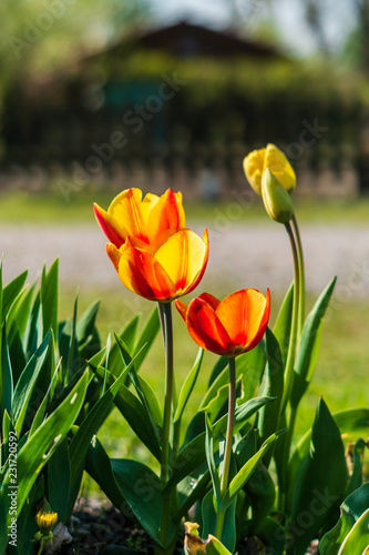Yellow and Red Tulips glowing in the sunlight