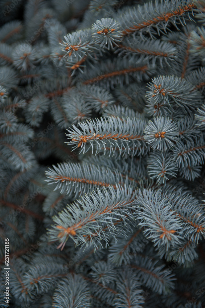 Background texture of fir tree branches for a christmas design