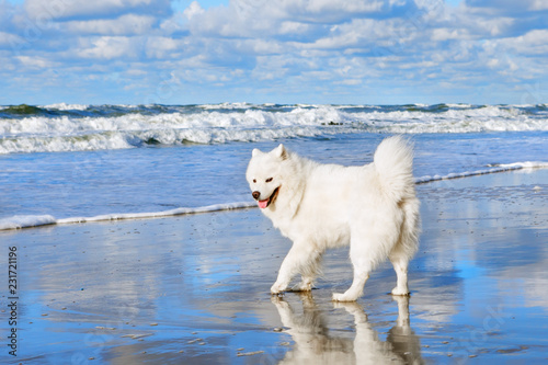 White fluffy Samoyed dog walks along the beach on the background of the stormy sea.