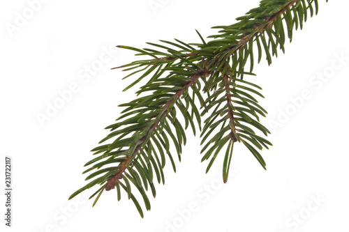 Christmas tree branch isolated on white background