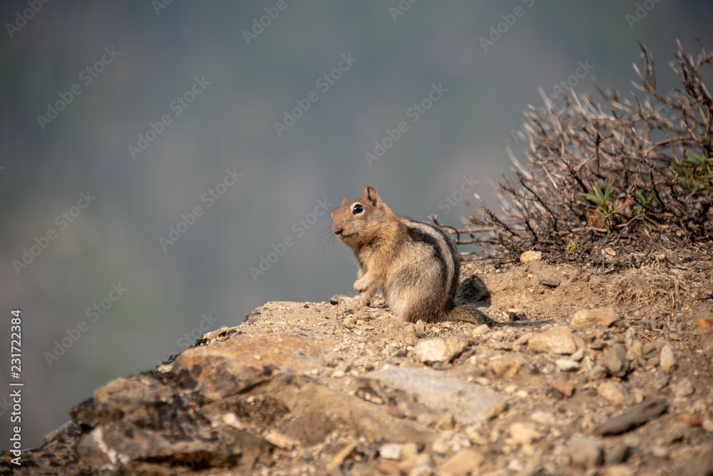 Naklejka premium ground squirrel looking
