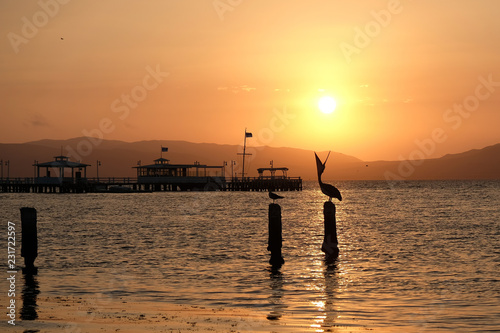 Pelicano ao pôr-do-sol © claudiaf65
