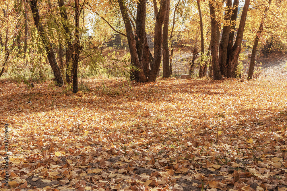 Autumn park.Colored lush leaves trees. Golden autumn foliage.