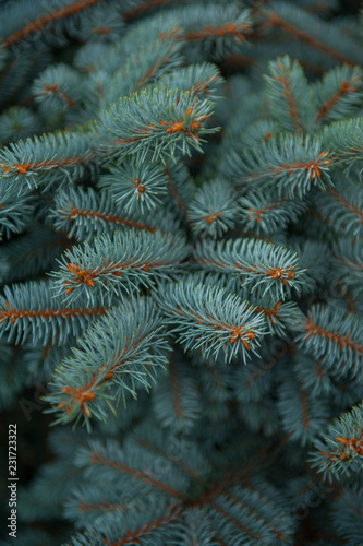 Background texture of fir tree branches for a christmas design