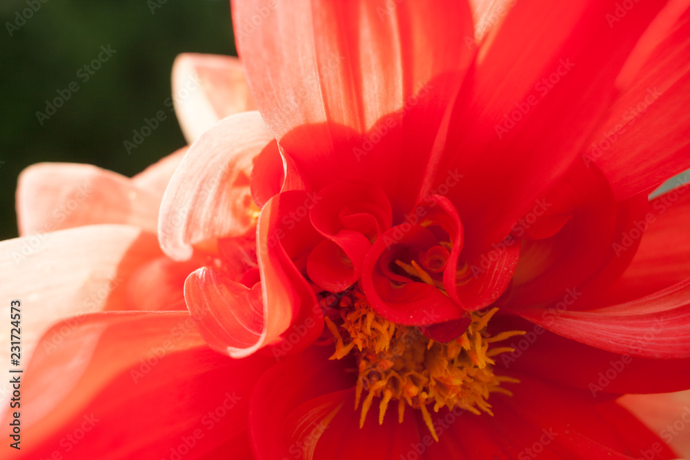Macro view of flower of red-pink Dahlia.