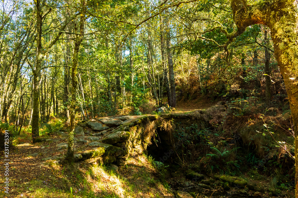 Chemin forestier Chemin forestier