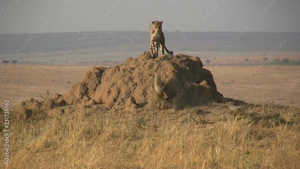 A mother cheetah is joined by her cubs on top of an anthill.mov