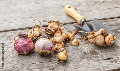 Fototapeta Naklejka Na Ścianę i Meble -  Narcissus bulbs before planting next to a garden shovel