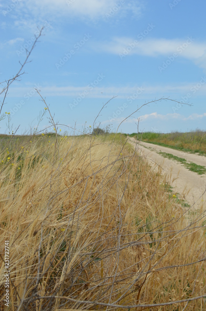 Obraz premium field and blue sky.Arabatskaya arrow. Chokrak