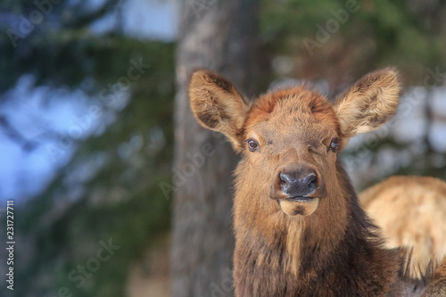 Young elk profile