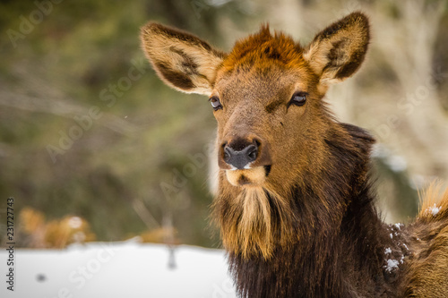young colourful elk in the snow © Daniel