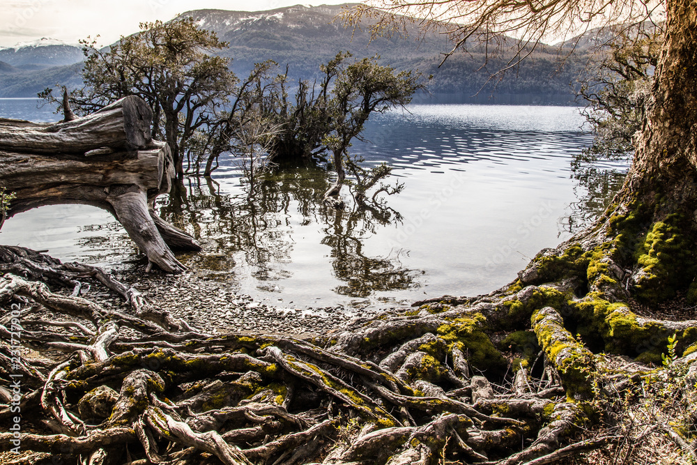 Quila Quina, Lago Lacar, San Martin de los Andes, Neuquen, Patagonia Argentina