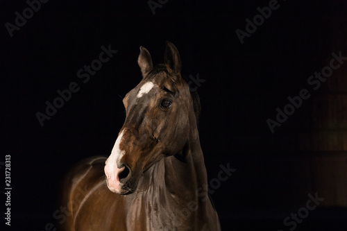 Fototapeta Naklejka Na Ścianę i Meble -  Pferd vor schwarzem Hintergrund
