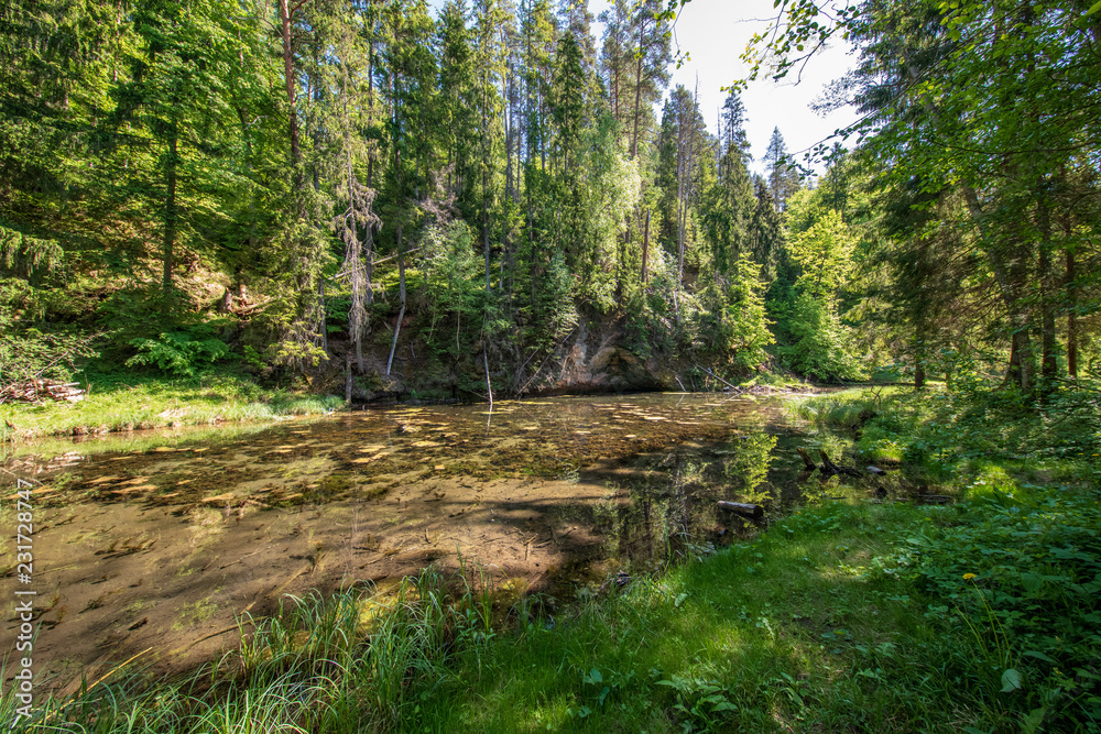 Obraz premium calm river with reflections of trees in water in bright green foliage in summer