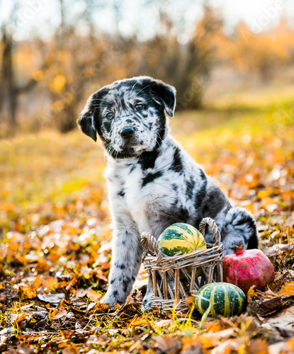 funny Labrador puppy dog with different color eyes in autumn background