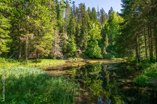 calm river with reflections of trees in water in bright green foliage in summer
