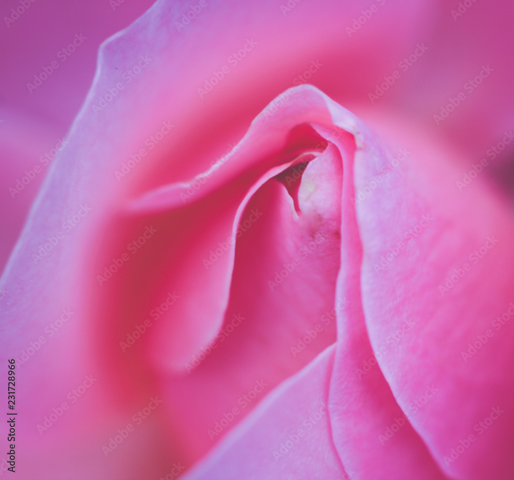 closeup of pink flower rose