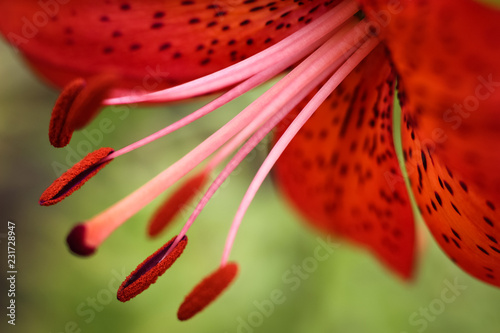 closeup of red flower lily photo