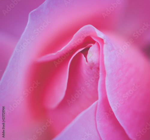 closeup of pink flower rose