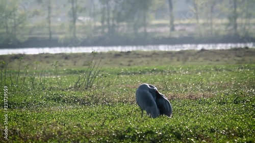 Sarus crane in Bardia national park, Nepal - specie Grus antigone family of Gruidae photo