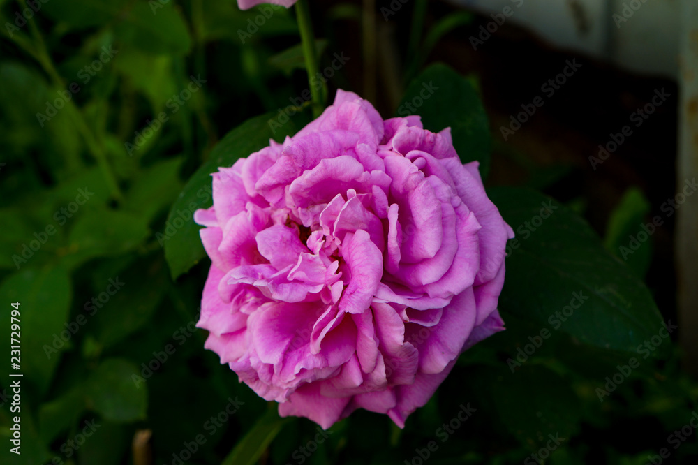  flowers in the garden