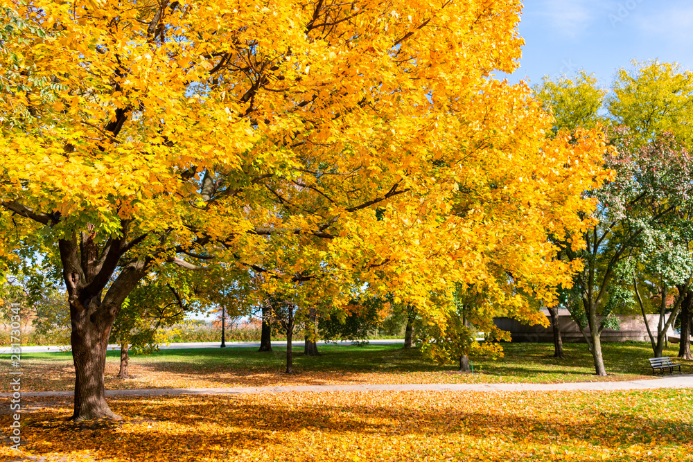 Golden Autumn Colored Tree in the Park Golden Autumn Colored Tree in the Park