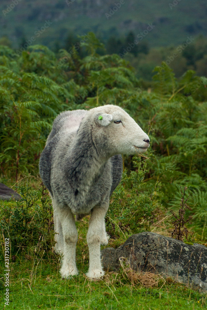 Naklejka premium Herdwick Sheep near Elterwater, Lake District, Cumbria