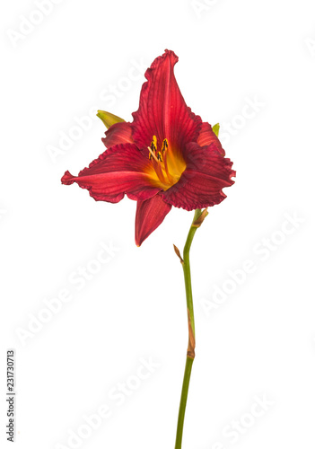 Fototapeta Naklejka Na Ścianę i Meble -  Purple  hemerocallis  (daylily)
